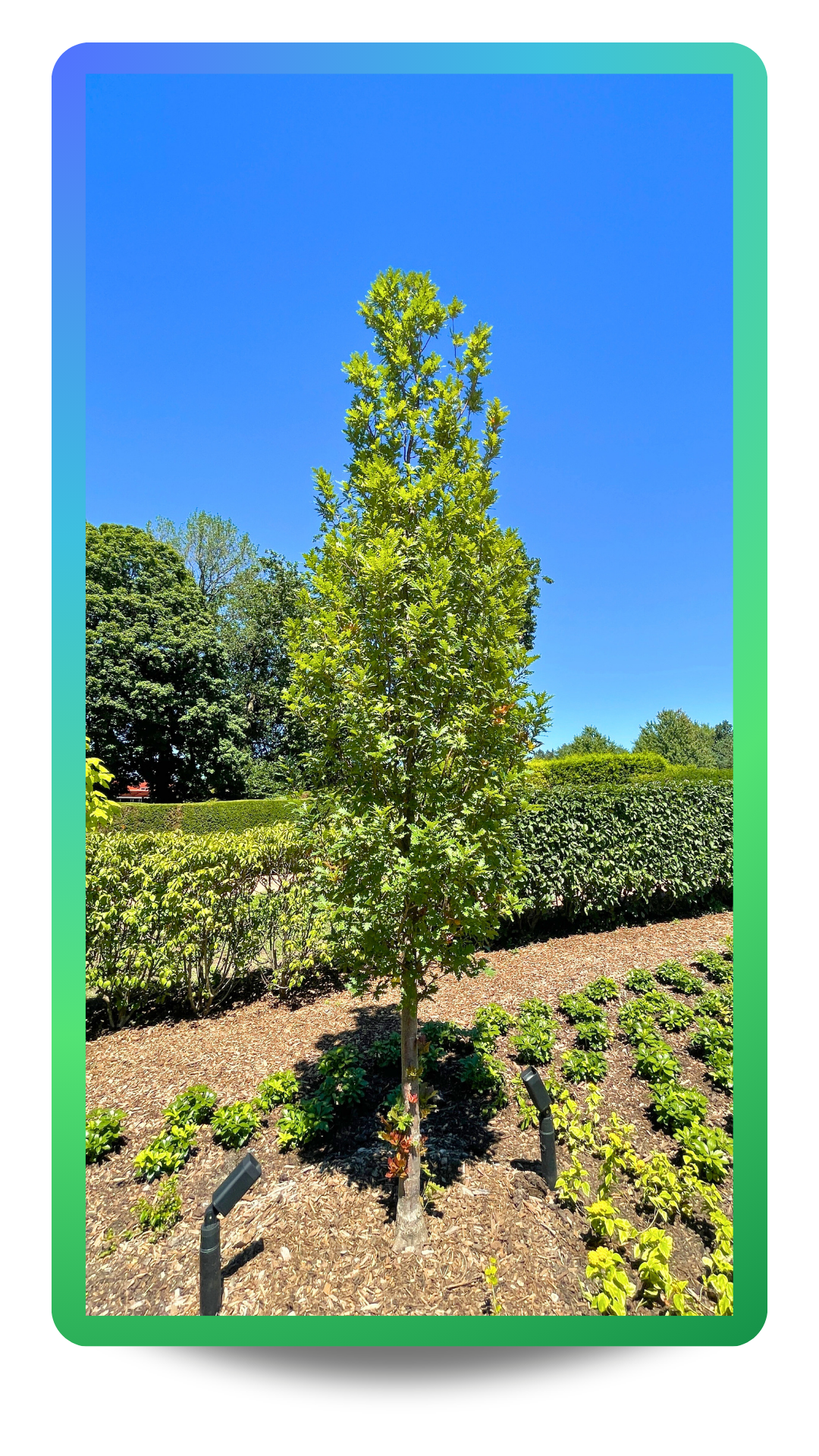 Streetspire® Oak with narrow to columnar upright branching growing at the Chicago Botanic Garden pointing at the top with green leaves